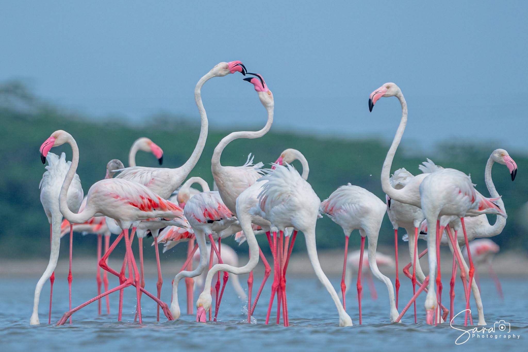 Jaffna Birdwatching Trail
